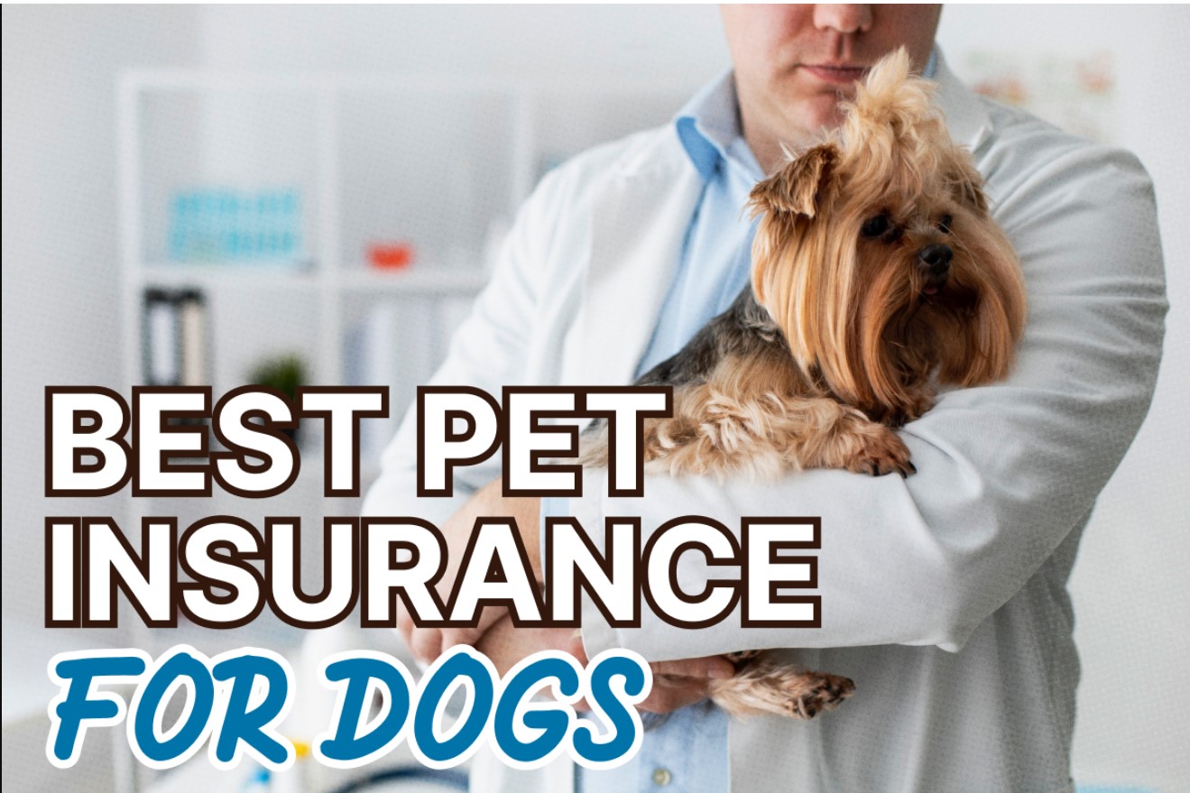 pet insurance best